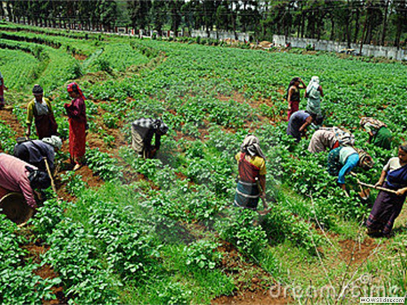 indian-agriculture-16893135